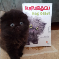 Scottish Fold, Kedi  Böcü fotoğrafı