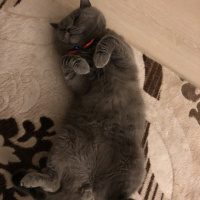 British Shorthair, Kedi  Shakespeare fotoğrafı