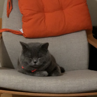 British Shorthair, Kedi  Shakespeare fotoğrafı