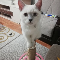 British Shorthair, Kedi  Miu fotoğrafı