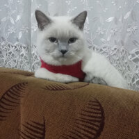 British Shorthair, Kedi  Miu fotoğrafı