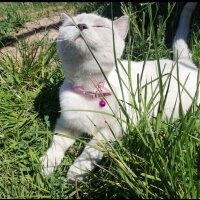 British Shorthair, Kedi  Miu fotoğrafı