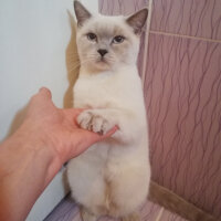 British Shorthair, Kedi  Miu fotoğrafı