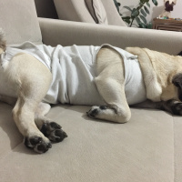Pug, Köpek  Dora fotoğrafı