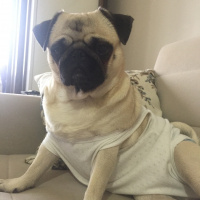 Pug, Köpek  Dora fotoğrafı