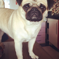 Pug, Köpek  Dora fotoğrafı