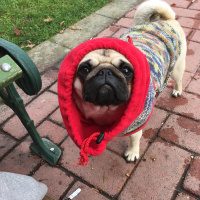 Pug, Köpek  Dora fotoğrafı
