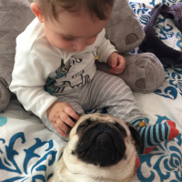 Pug, Köpek  Dora fotoğrafı