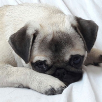 Pug, Köpek  Dora fotoğrafı