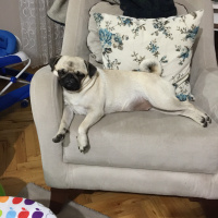 Pug, Köpek  Dora fotoğrafı
