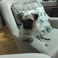 Pug, Köpek  Dora fotoğrafı