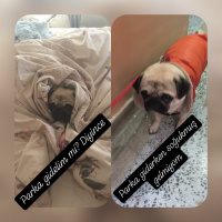 Pug, Köpek  Dora fotoğrafı