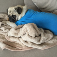 Pug, Köpek  Dora fotoğrafı