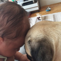 Pug, Köpek  Dora fotoğrafı