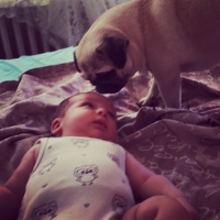 Pug, Köpek  Dora fotoğrafı