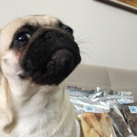 Pug, Köpek  Dora fotoğrafı