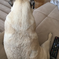 Pug, Köpek  Dora fotoğrafı