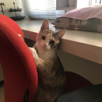 Tekir Kedi, Kedi  Maya fotoğrafı