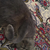 British Shorthair, Kedi  Prenses fotoğrafı