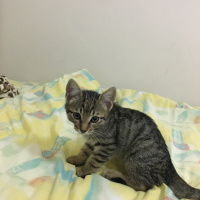 Tekir Kedi, Kedi  Mörfi fotoğrafı
