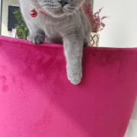 British Shorthair, Kedi  Yalı fotoğrafı