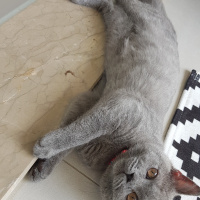 British Shorthair, Kedi  Yalı fotoğrafı