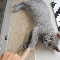 British Shorthair, Kedi  Yalı fotoğrafı