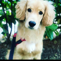 Amerikan Cocker Spaniel, Köpek  Barni fotoğrafı