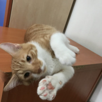 Tekir Kedi, Kedi  Laz fotoğrafı