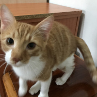 Tekir Kedi, Kedi  Laz fotoğrafı