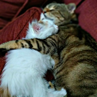 Tekir Kedi, Kedi  Nohut fotoğrafı