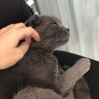 Scottish Fold, Kedi  Chanel fotoğrafı
