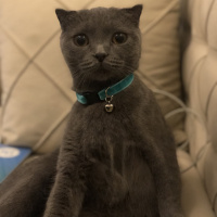 Scottish Fold, Kedi  Chanel fotoğrafı