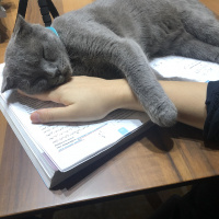 Scottish Fold, Kedi  Chanel fotoğrafı