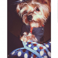 Yorkshire Terrier, Köpek  Mişa fotoğrafı