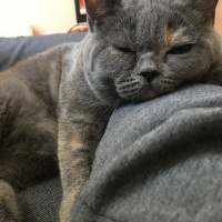 Scottish Fold, Kedi  Ferhunde fotoğrafı