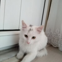 Ankara Kedisi, Kedi  ÜCRETSİZ YAVRULAR fotoğrafı