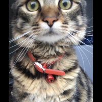 American Shorthair, Kedi  Herkül fotoğrafı