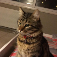 American Shorthair, Kedi  Herkül fotoğrafı
