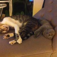 British Shorthair, Kedi  BADEM fotoğrafı