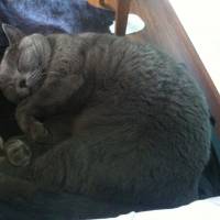 British Shorthair, Kedi  BADEM fotoğrafı