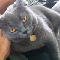 British Shorthair, Kedi  BADEM fotoğrafı