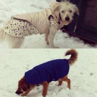 British Shorthair, Kedi  BADEM fotoğrafı