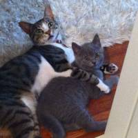 British Shorthair, Kedi  BADEM fotoğrafı