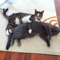 British Shorthair, Kedi  BADEM fotoğrafı