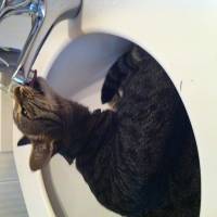 British Shorthair, Kedi  BADEM fotoğrafı