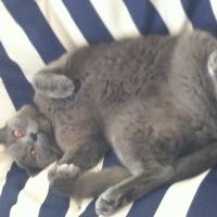 British Shorthair, Kedi  BADEM fotoğrafı