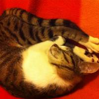 British Shorthair, Kedi  BADEM fotoğrafı