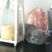 British Shorthair, Kedi  BADEM fotoğrafı