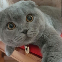 Scottish Fold, Kedi  Duman3 fotoğrafı